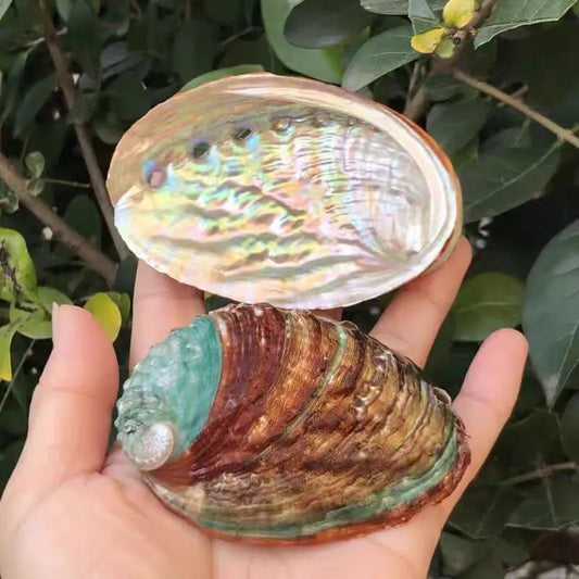 Abalone Shell